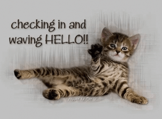 HELLO, YES THIS IS A GIF - Animal Gifs - gifs - funny animals - funny gifs