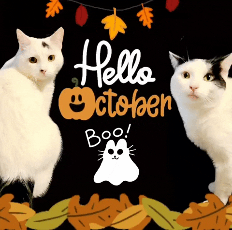 Hello October Halloween Felines Boo GIF