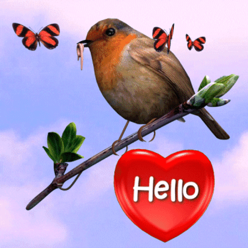 Hello Robin Bird With Butterflies GIF