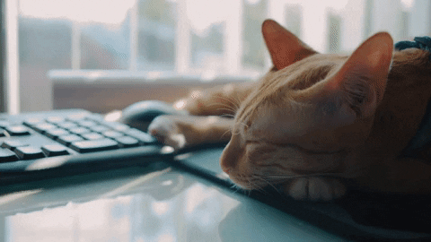 Hello Saturday Cat Sleeping GIF