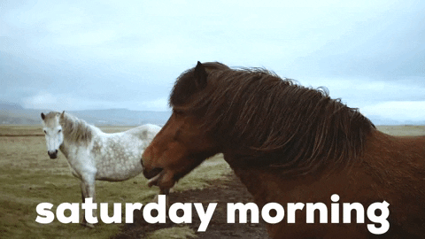 Hello Saturday Morning Standby Horses GIF