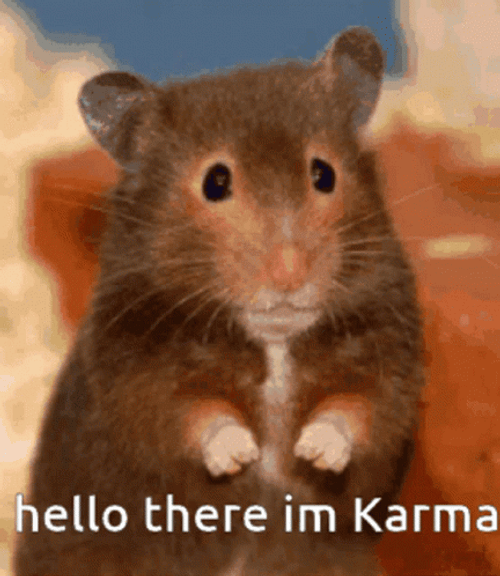 Hello There I'm Karma Hamster GIF