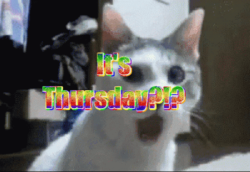Hello Thursday Shocked Cat Reaction GIF
