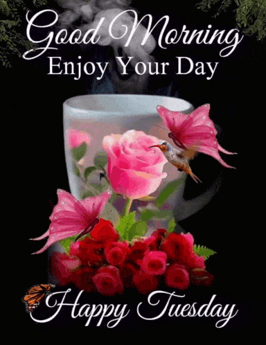 Hello Tuesday Beautiful Tiny Bird GIF