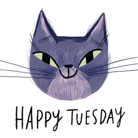Hello Tuesday Cute Blinking Cat Animation GIF