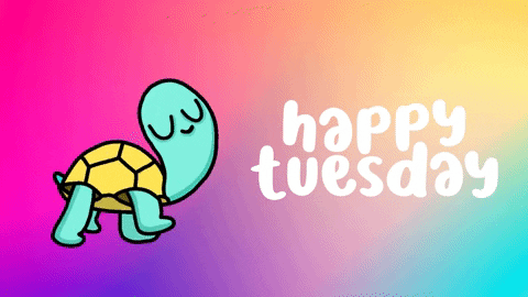 Hello Tuesday Cute Turtle Strolling GIF