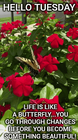 Hello Tuesday Red Roses Flower Garden GIF
