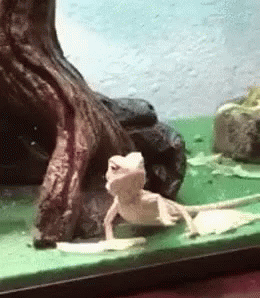 Hello Wave Bearded Dragon GIF