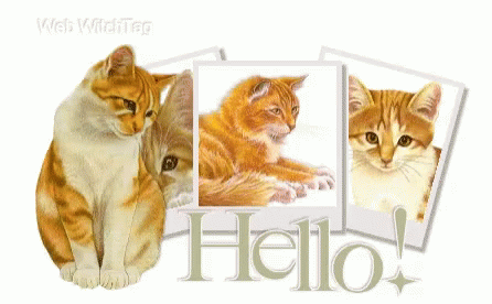 Hello Wednesday Orange Cat GIF
