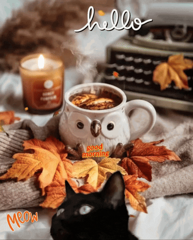 Hello Wednesday Peeking Black Cat GIF