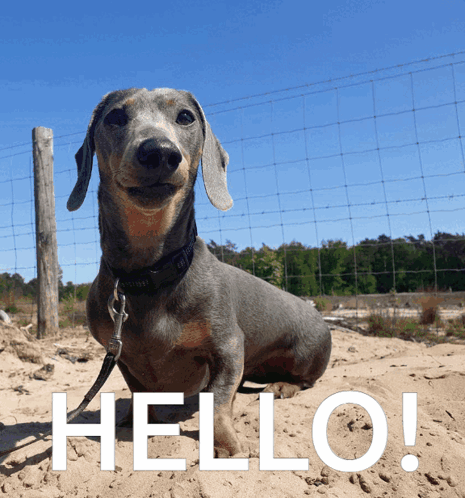 Hello Wiener Dog GIF