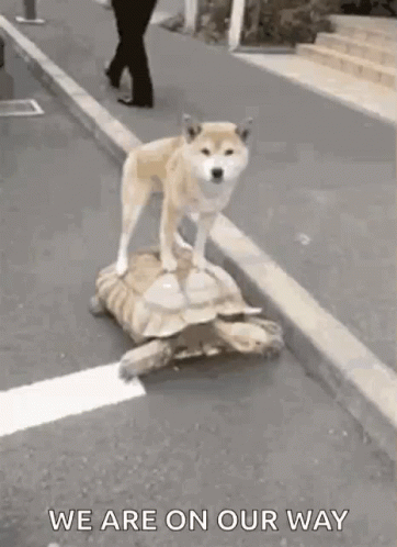 Help Is On The Way Turtle And Dog GIF