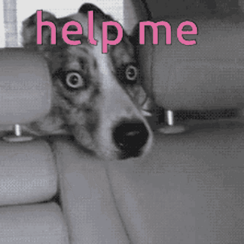 Help Me Dog Stuck GIF
