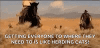 Herd Cats Gif GIF