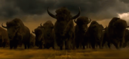 Herd Of Bison Walking In Dark GIF