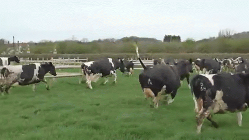 Herd Of Cows Running Through Grassy Field GIF