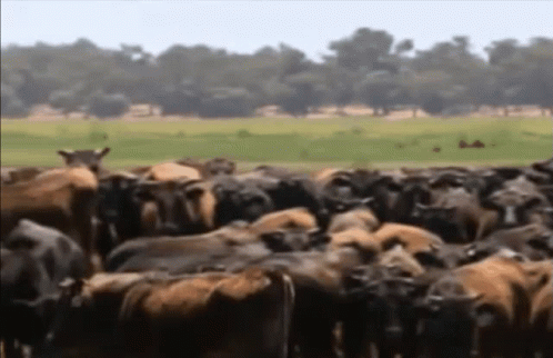 Herd of Cows Standing in Field with Trees