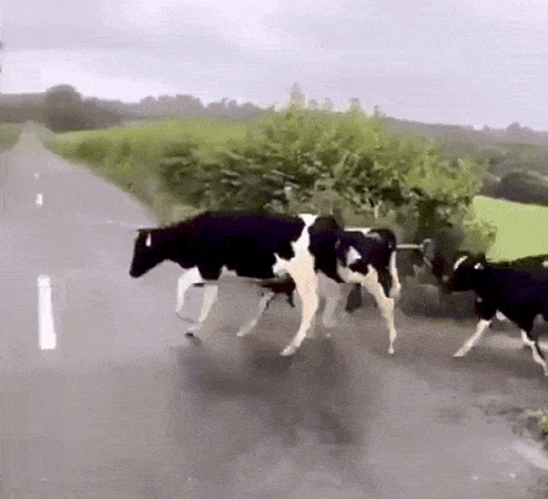 Herd of Cows Walking Down Road in Rain