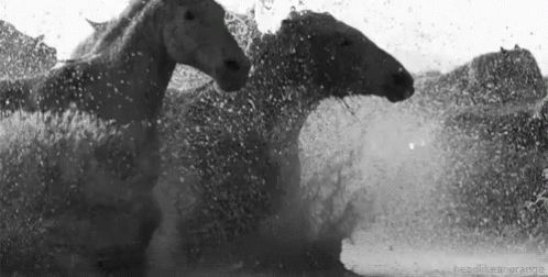 Herd of Horses Running Through Water