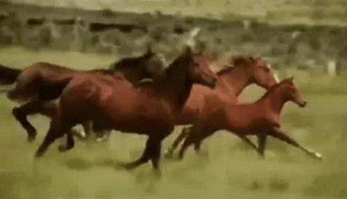 Herd of Red Horses Running