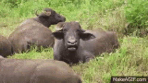 Herd of Water Buffalo Lying Down