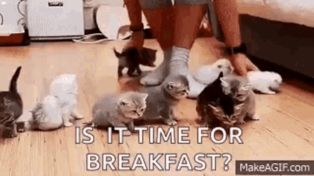 Herding Cats Is It Time For Breakfast GIF