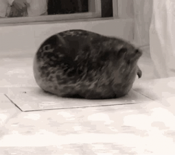 Here Comes The Seal GIF