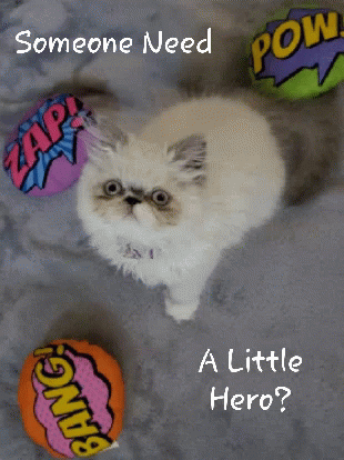 Hero Poster with Cat and Comics Balls