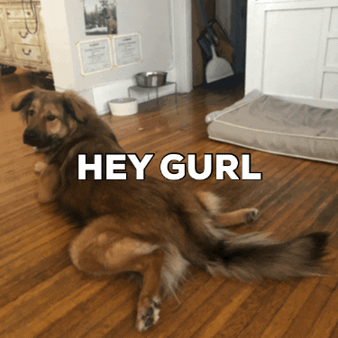 Hey Girl Hey Dog Look GIF