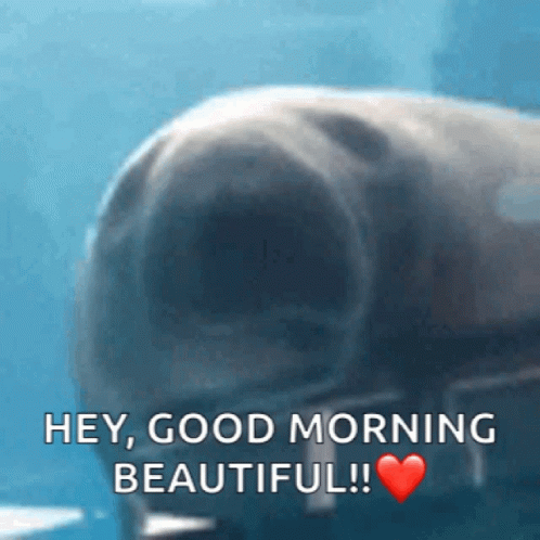 Hey Good Morning Beautiful Meme GIF