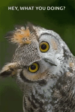 Hey Owl Blinking GIF