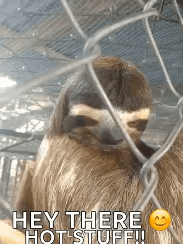Hey There Hot Stuff Sloth GIF