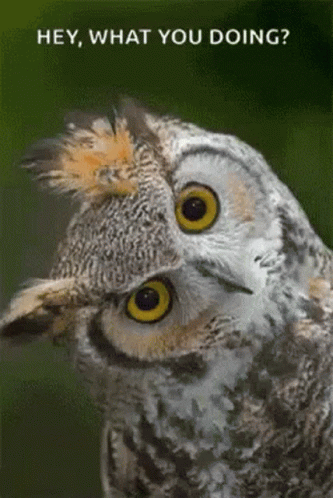 Hey What You Doing Owl Wyd GIF