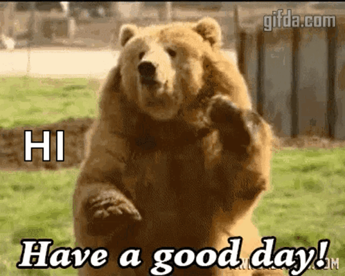 Hi Bear Hope You're Having A Good Day GIF
