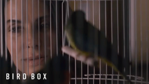 Hi Bird Box Sandra Bullock GIF