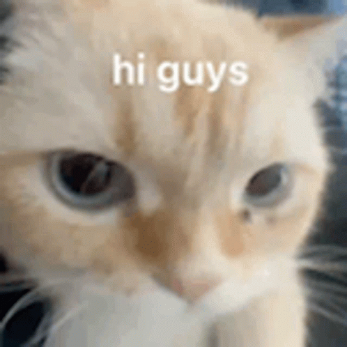 Hi Guys Meme Cat Close Up GIF