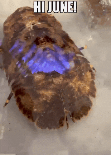 Hi June Mitten Lobster Animal GIF