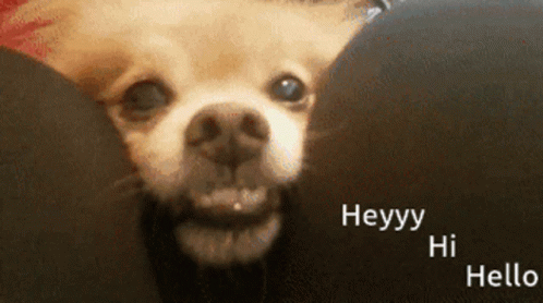 Hi Meme Dog Between Legs GIF