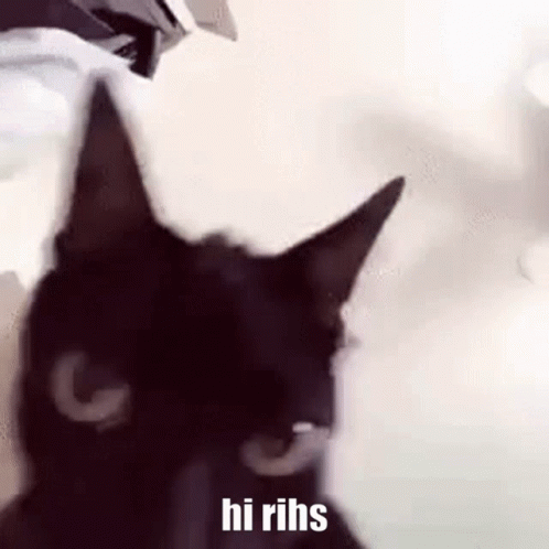 Hi Meme Funny Black Cat GIF