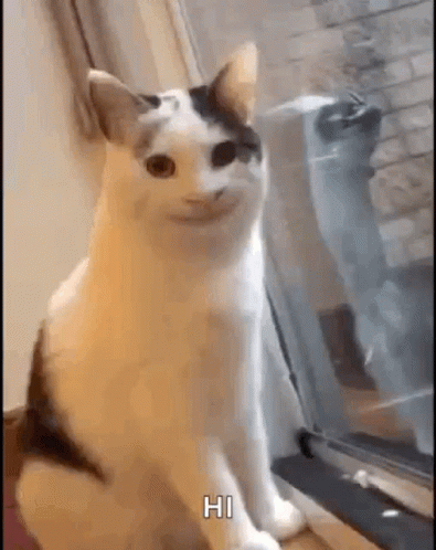 Hi Meme Funny Face Cat GIF