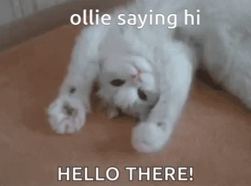 Hi Meme Hello There Cat GIF