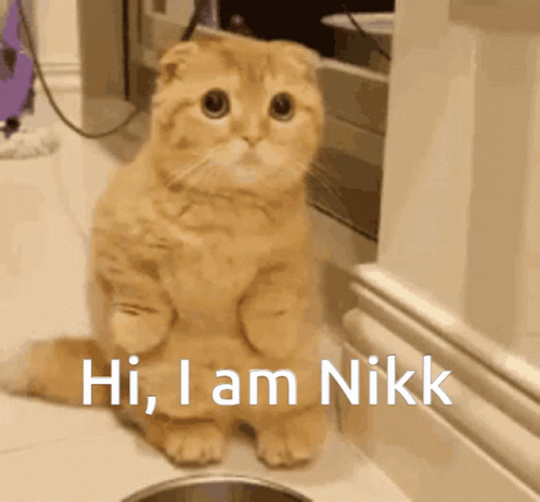 Hi Meme I Am Nikk Cute Cat GIF