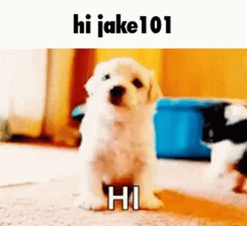 Hi Meme Jake101 Cute Dog Waving GIF