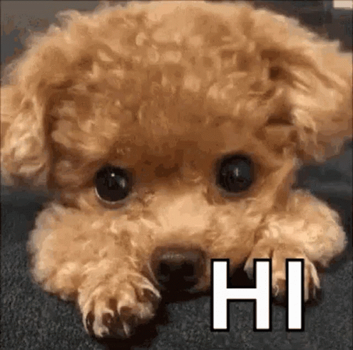 Hi Meme Shy Poodle Puppy GIF