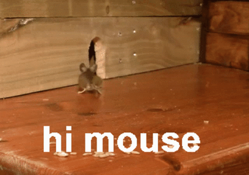 Hi Peeking Mouse GIF