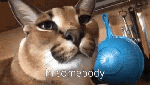 Hi Somebody Meme Cat GIF