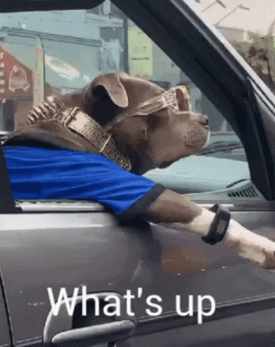 Hi There Cool Bully Driving GIF