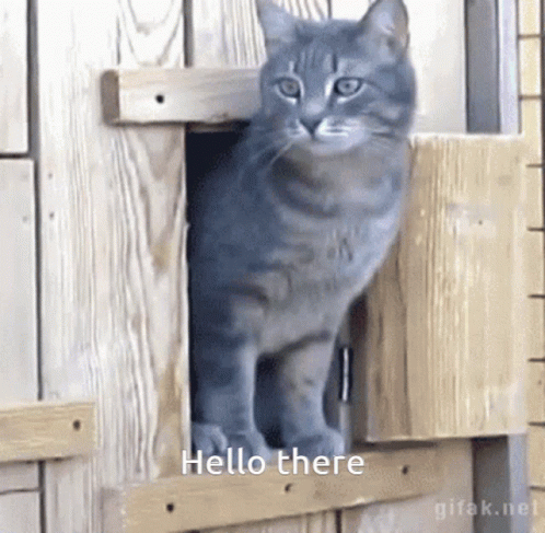 Hi There Mo Cat And Kitten Peeking GIF