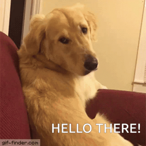 Hi There Golden Retriever Upside Down Head GIF