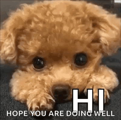 Hi There Adorable Puppy Gazing GIF